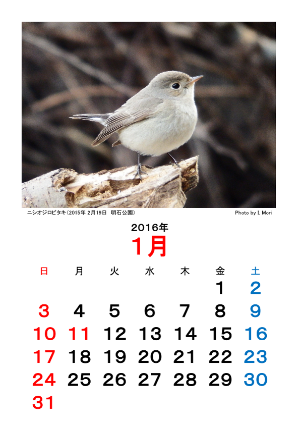 2016カレンダー野鳥Ver.png