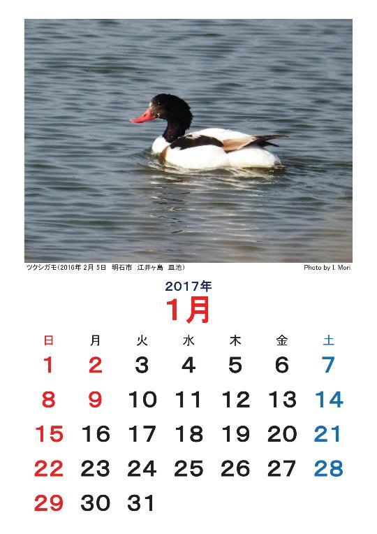 2017カレンダー野鳥_明石.jpg