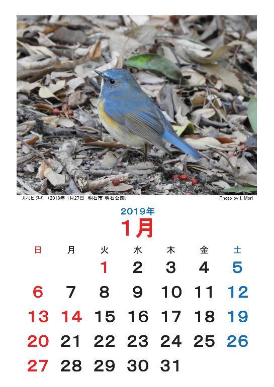 2019カレンダー野鳥-001-resize.jpg